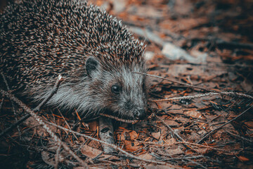 hedgehog in the forest