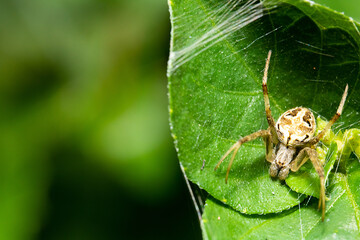 a yellow spider on the top of a green curvy leaf