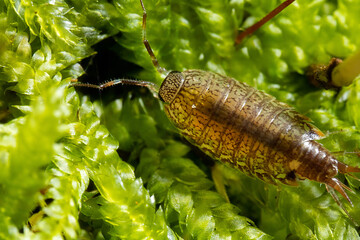 woodlouse on the top of moss