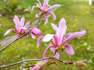 Fototapeta premium Beautiful blooming pink magnolia tree on a green grass background