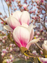 Beautiful blooming pink magnolia tree on a blue sky background