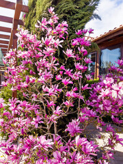 Beautiful blooming pink magnolia tree in front of the house 