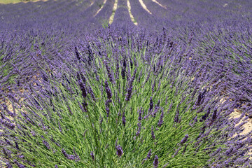 Small knoll on gravel dry soil with young green lavender bushes in purple bloom, endless rows of lavender field extending beyond horizon. Vaucluse, Provence, France