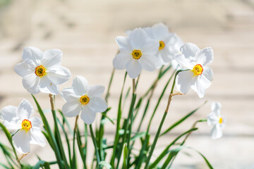 White Narcissus Flowers Blooming in a Spring Garden ,Spring Flowers Background 