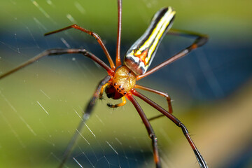 an orange spider hanging on its nest