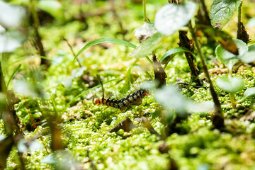 a lone caterpillar walking in the nature