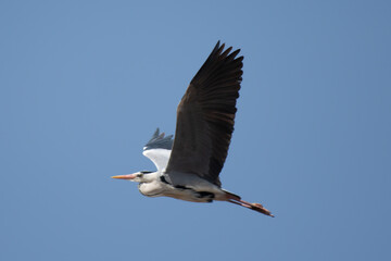Grey heron