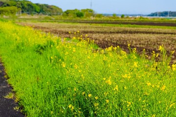 rice field