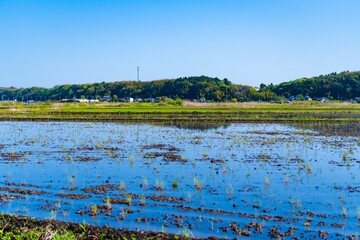 rice field and lake
