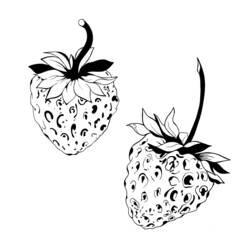 set of two strawberries detailed realistic freehand sketch. delicious juicy strawberries - fruit design isolated close-up