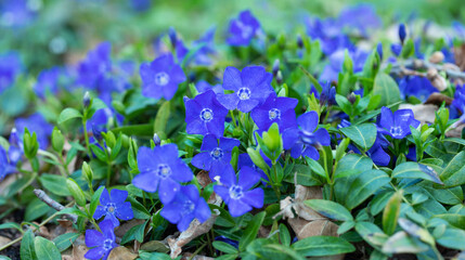 blue flowers, common periwinkle. Vinca minor