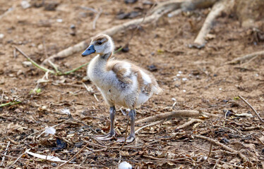 Obraz premium Egyptian Goose Gosling, Kruger National Park, South Africa