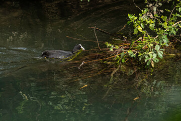 Eurasian coot (Fulica atra) with black plumage and white beak, bringing some grass for the nest