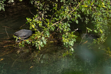A couple of Eurasian Coot (Fulica atra), with black plumage and white beak, preparing their nest on the water.