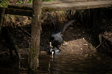 A couple of Eurasian Coot (Fulica atra), with black plumage and white beak, mating on the shore of a river.