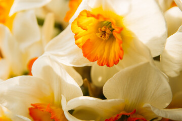 daffodils in sunlight