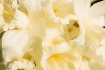 Obraz na płótnie Canvas bouquet of yellow daffodils