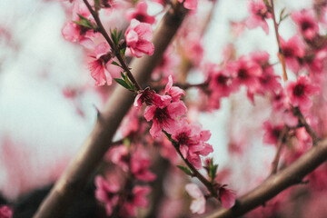 pink cherry blossom in spring