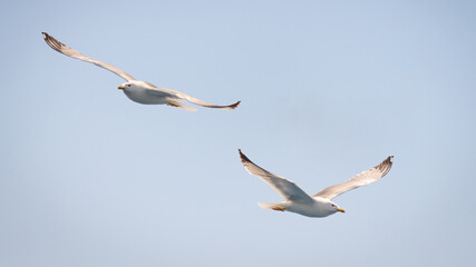 White seagulls fly in the blue sunny sky above the crystal blue sea.