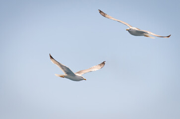 White seagulls fly in the blue sunny sky above the crystal blue sea.