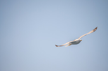 White seagulls fly in the blue sunny sky above the crystal blue sea.
