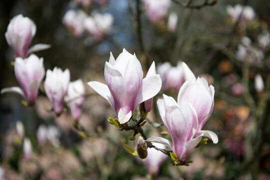 macro of magnolia bloom in spring. nature beauty