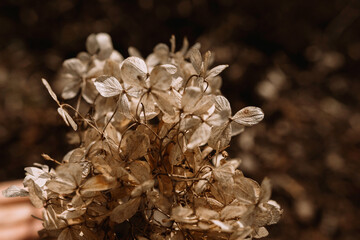 Texture of flowers on a sunny day