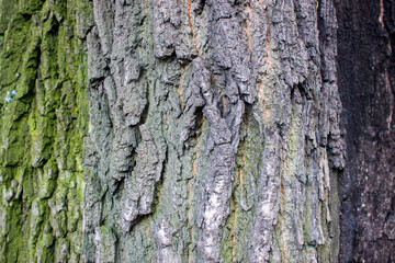 tree brown bark texture with green moss