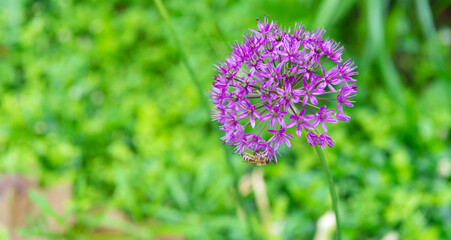 onion flower plant on natural background with copy space. allium