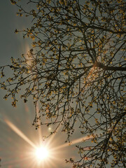 beautiful tree and sun lights at sunset