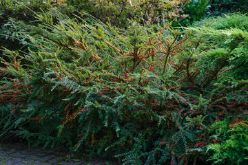Red fruits of Cotoneaster horizontalis on a bush in the garden
