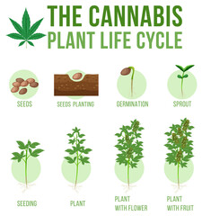 Cannabis plant life cycle
