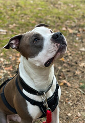 American Staffordshire terrier dog