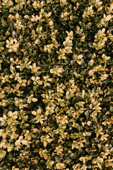 Texture of spring bush