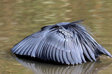 Black Heron forming 'canopy' to shade water to catch prey, Kruger National Park, South Africa - obrazy, fototapety, plakaty