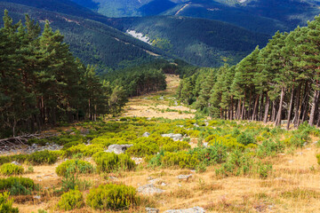 Firebreaks with mountain vegetation between spruce forests
