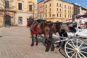 Naklejka na ściany i meble Two black horses harnessed to a white carriage on a stone-paved road on a sunny day are ready for a tourist trip to the sights of the ancient European city of Krakow. Side view, copy space