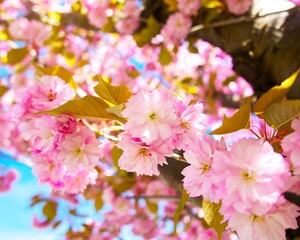 pink cherry blossom on a spring sunny day