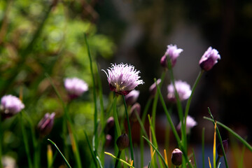 Blooming chives growing on the pot