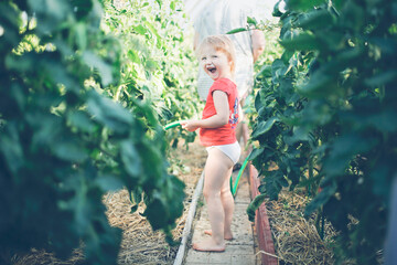 Cute funny girl toddler child watering tomatoes from hose in greenhouse, helping parents and grandmother in garden, young gardener. plant care