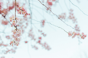 Blooming tree with light pink flowers close up.