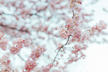 Blooming tree with light pink flowers close up.