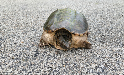 Snapping turtle, Chelydra serpentina
