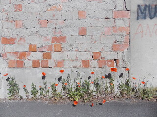 Poppy flowers against a red brick wall