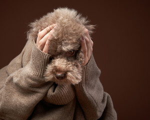 An attractive poodle with a funny expression and holding hands under his chin. Conceptual portrait...