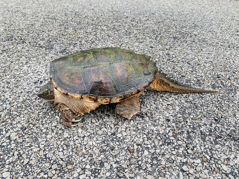 Snapping turtle, Chelydra serpentina