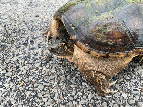 Snapping turtle, Chelydra serpentina