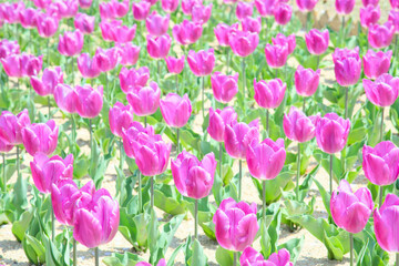 紫色のチューリップが一面に咲き誇る
