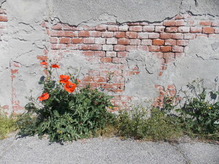 brick and concrete wall and poppies