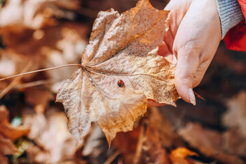 A woman's hand holds an autumn leaf on which a ladybug sits. Autumn.
